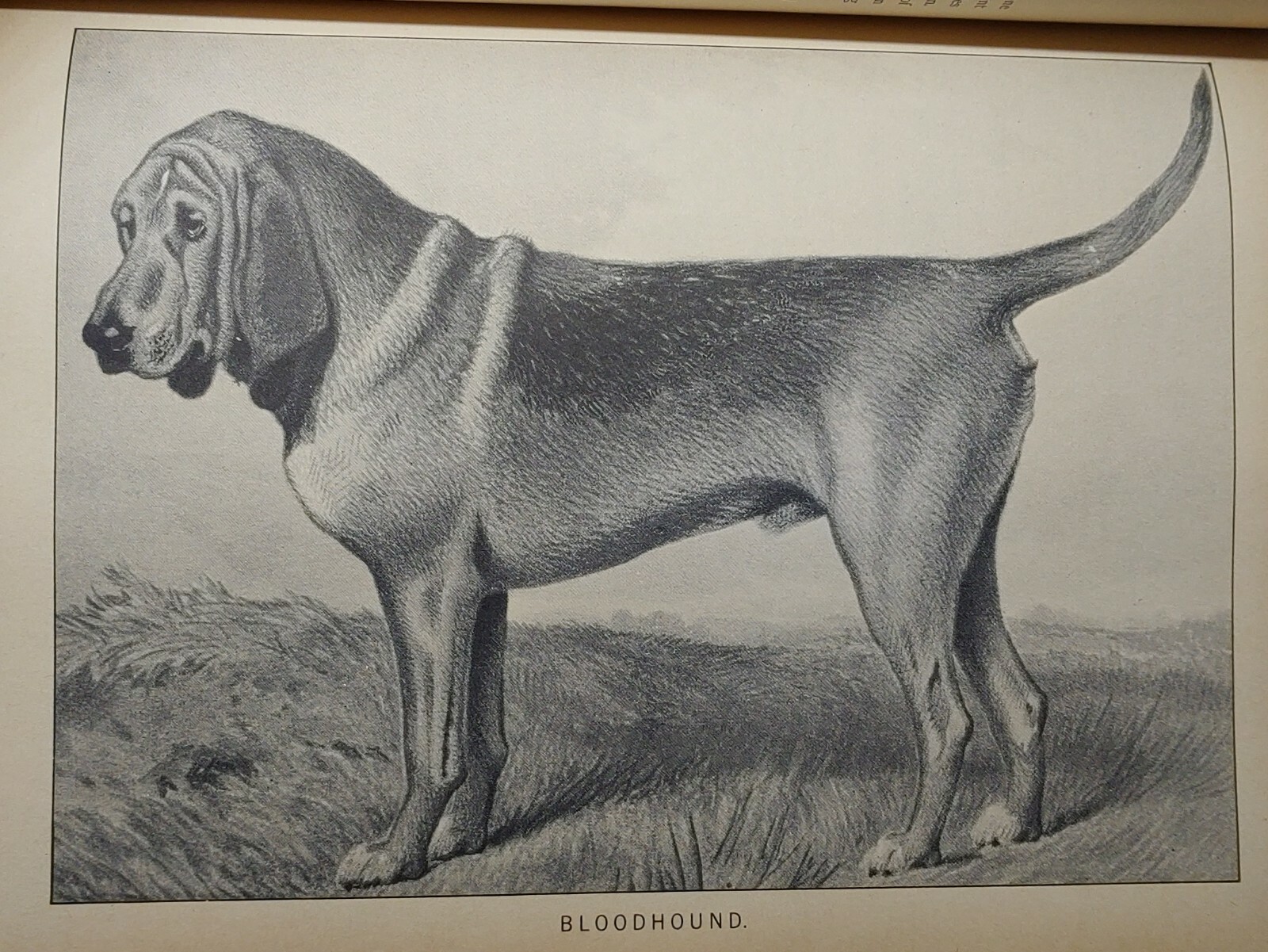 1984 REPRINT 1879-1881 CLASSIC ENCYCLOPEDIA OF THE DOG by VERO SHAW Art History