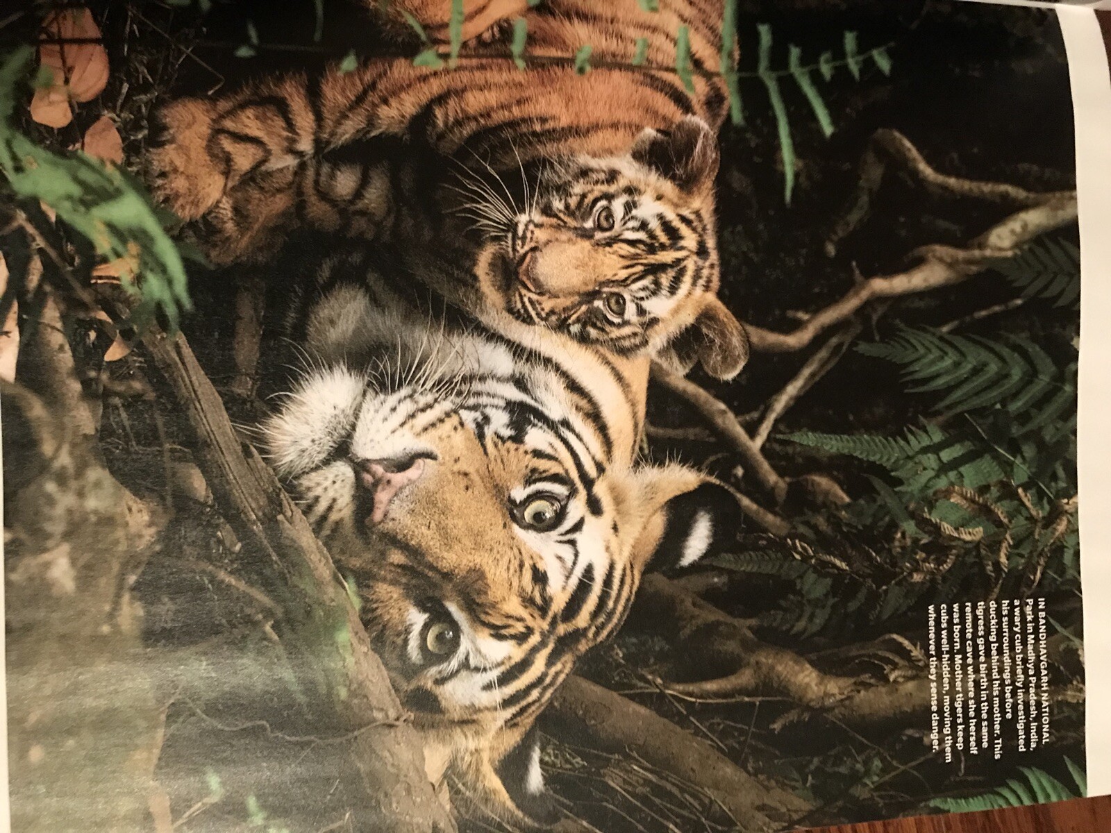 MAGAZINE_**TIGERS**_ 2021_LIFE_BIG CAT_*INSIDE THE TIGER’S MIND*_NEW UNREAD COPY