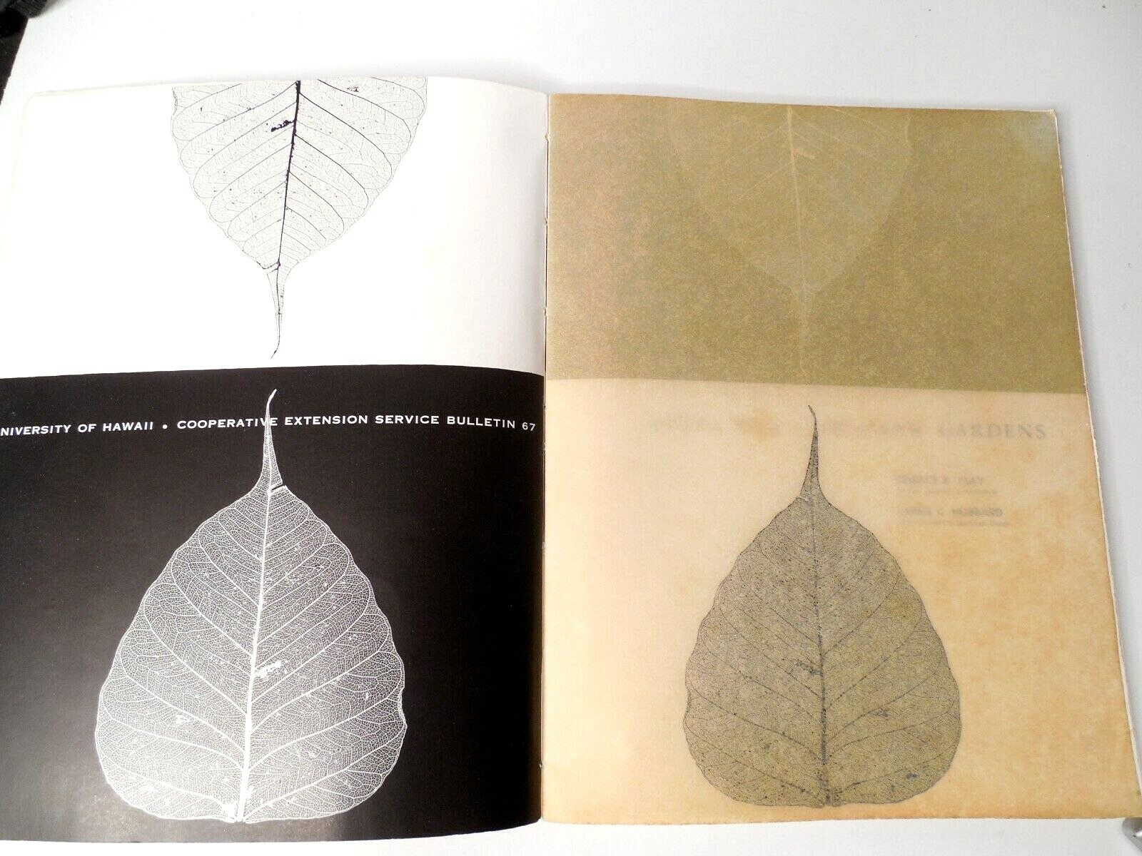 TREES FOR HAWAIIAN GARDENS (1962) Clay and Hubbard 101 pages Hawaii Book
