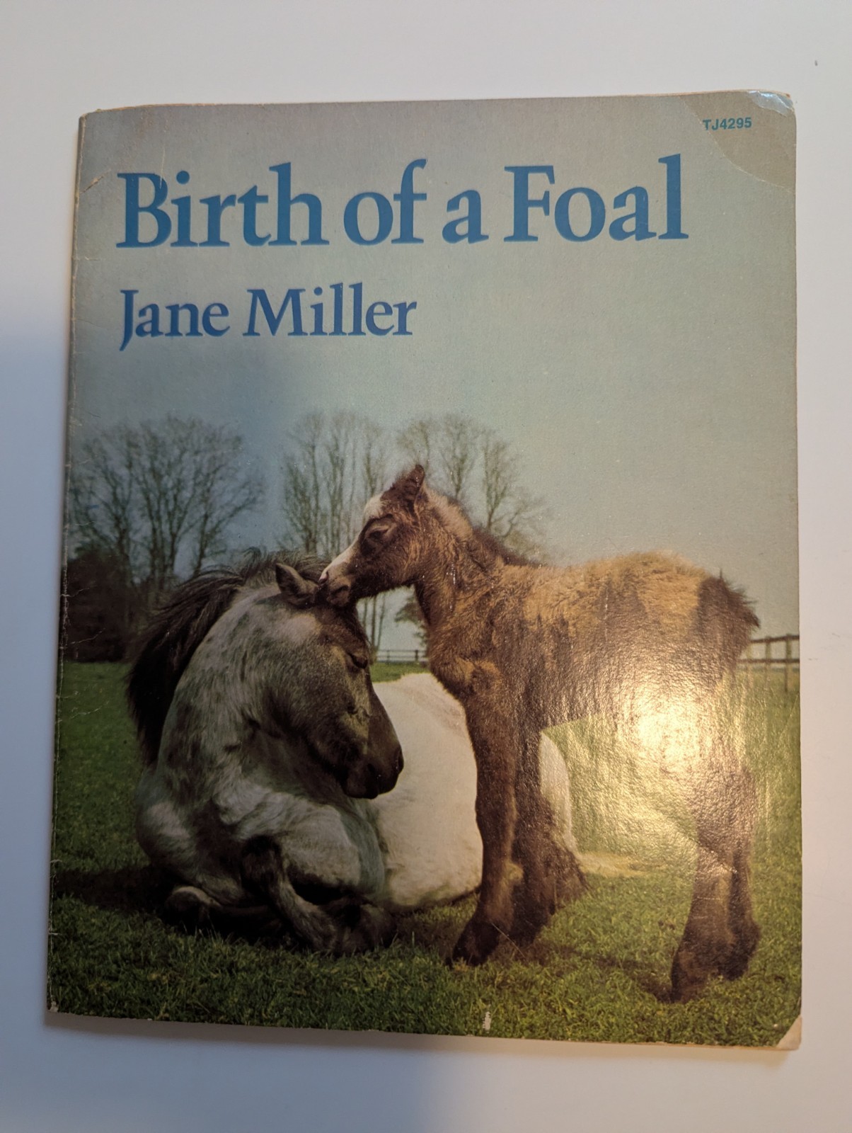 Scholastic Birth of a Foal Jane Miller PB 1977 Vintage Ages 4-8 Horses