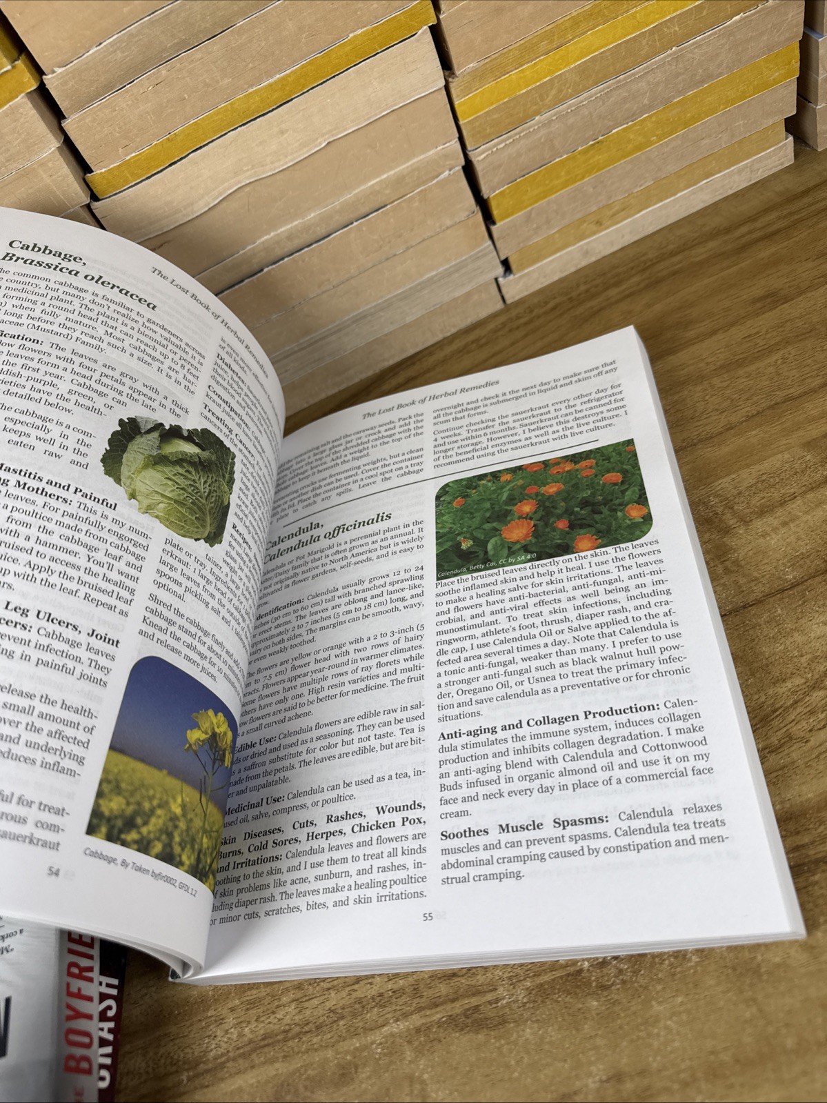 The Lost Book Of Herbal Remedies Healing Power Plant Medicine Paperback