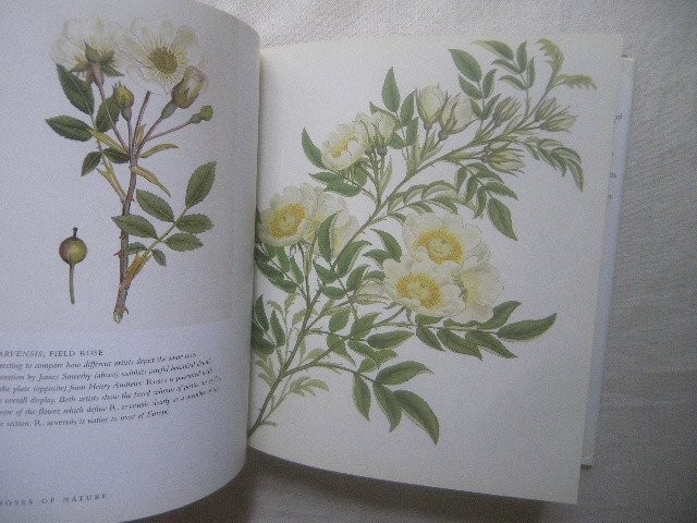 Rose Botanical Illustration 336 Pages Roses Royal Horticultural Society Redoute/