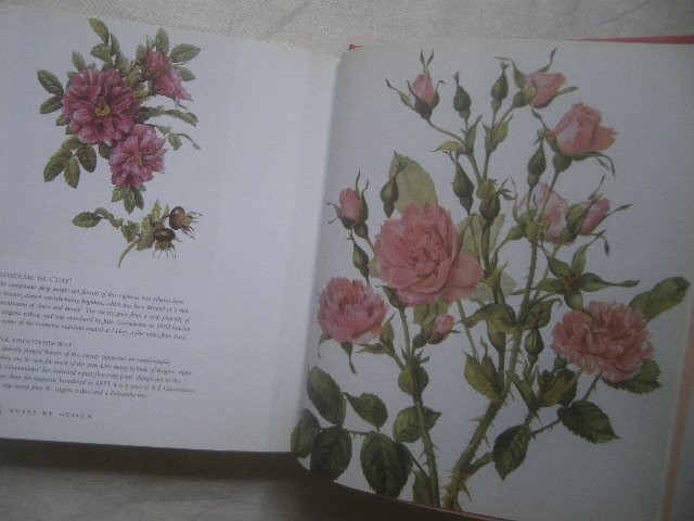 Rose Botanical Illustration 336 Pages Roses Royal Horticultural Society Redoute/