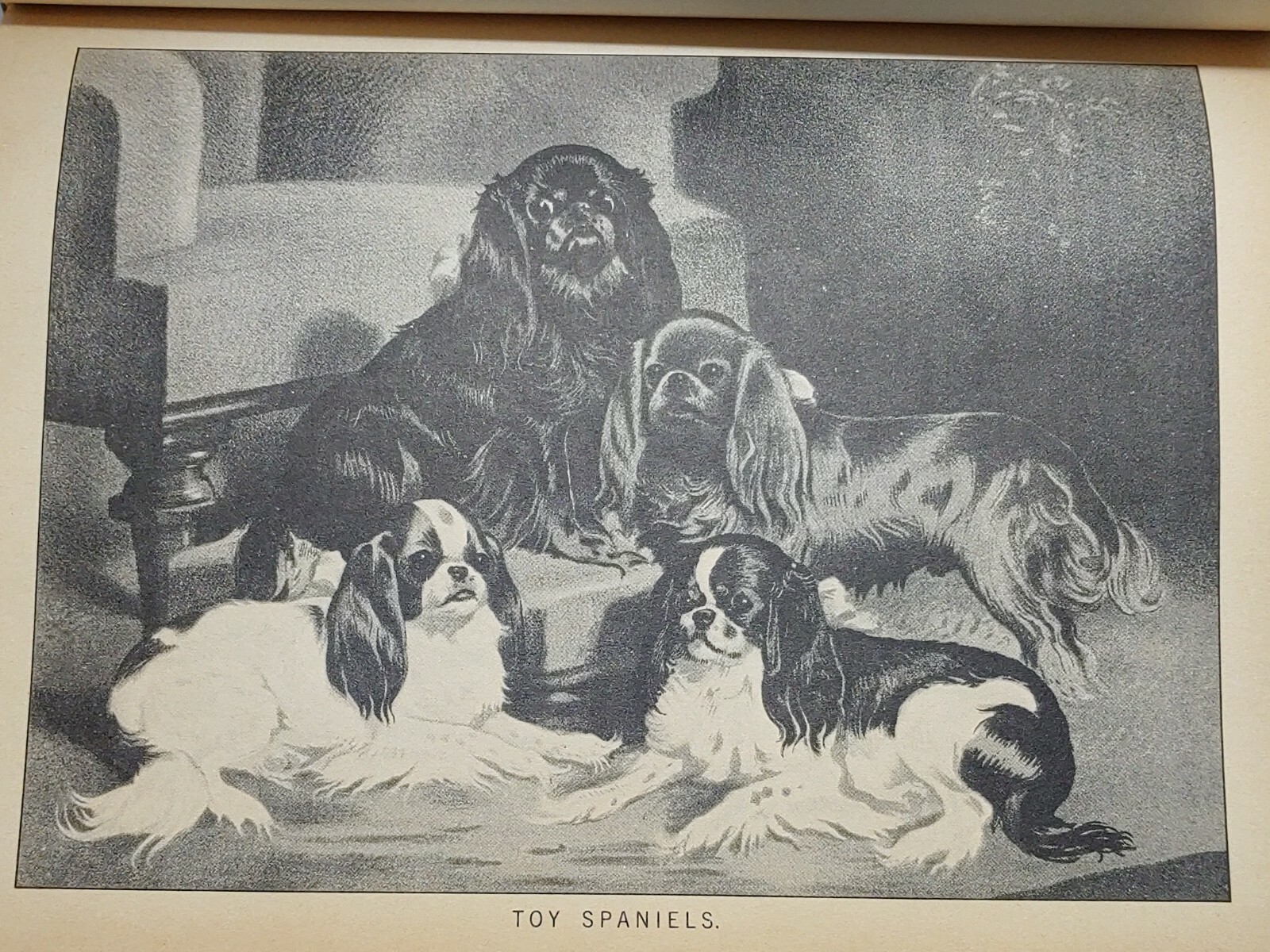 1984 REPRINT 1879-1881 CLASSIC ENCYCLOPEDIA OF THE DOG by VERO SHAW Art History