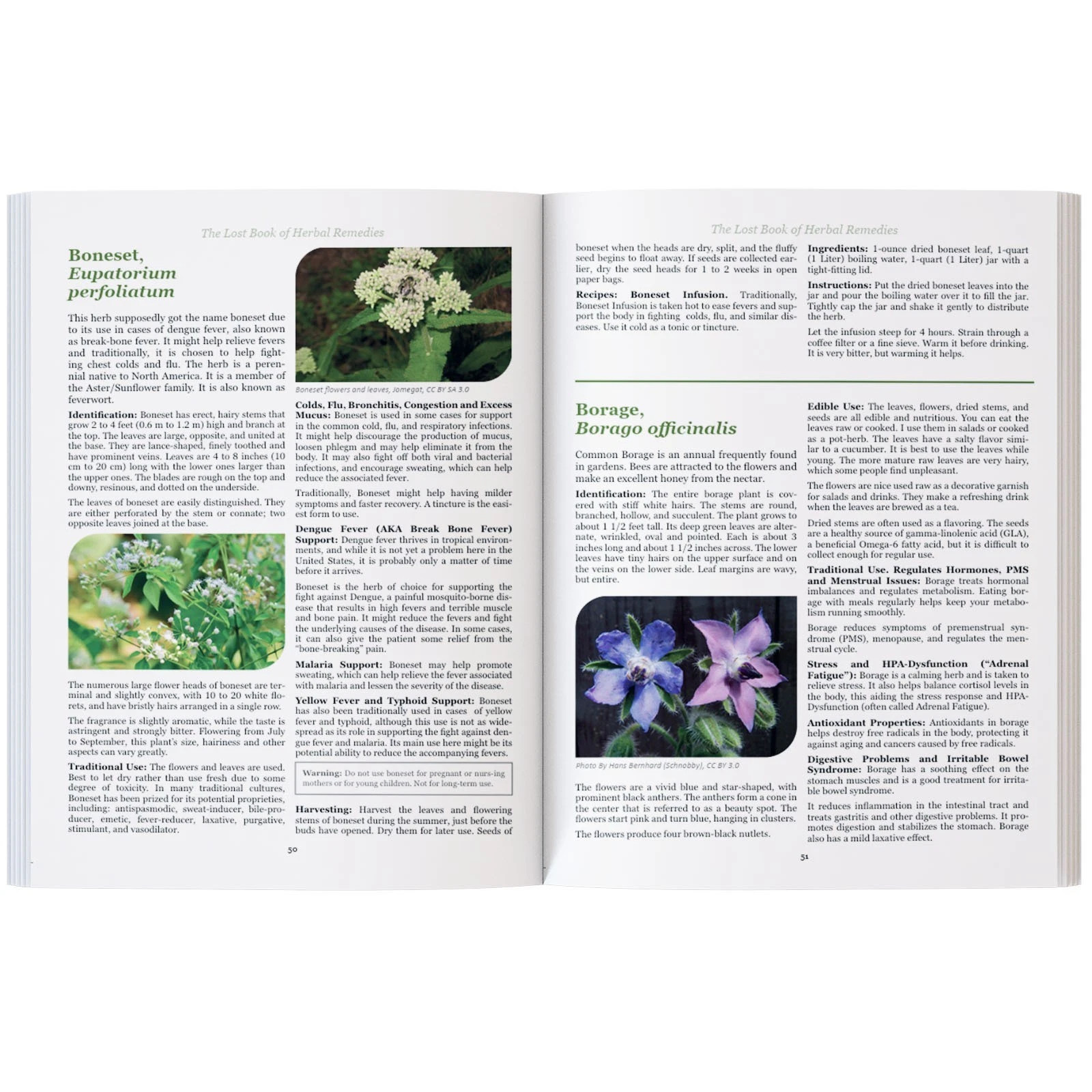 The Lost Book of Herbal Remedies-Paperback with Color Pictures