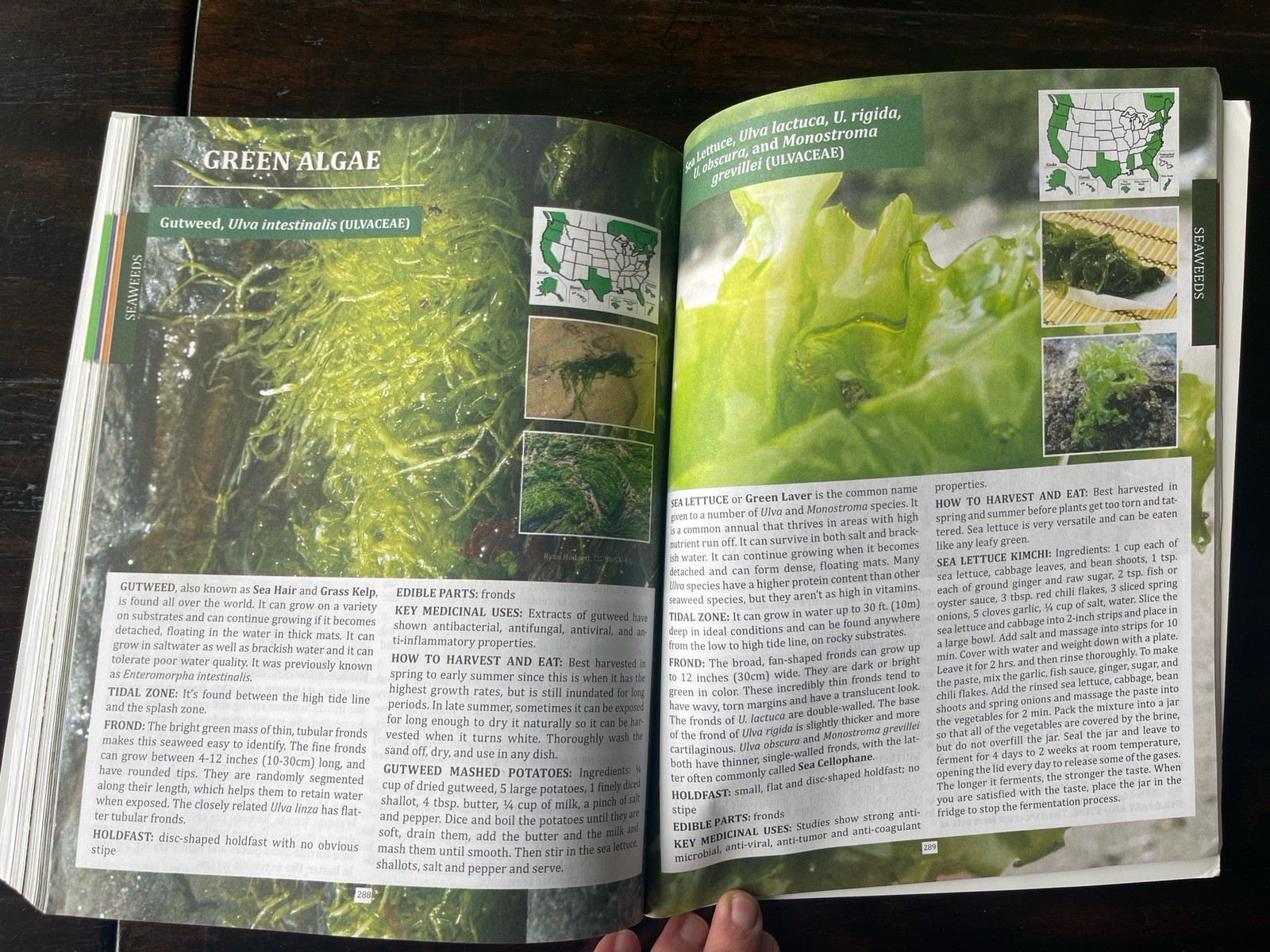 The Forager’s Guide to Wild Foods North American Edition by Nicole Apelian
