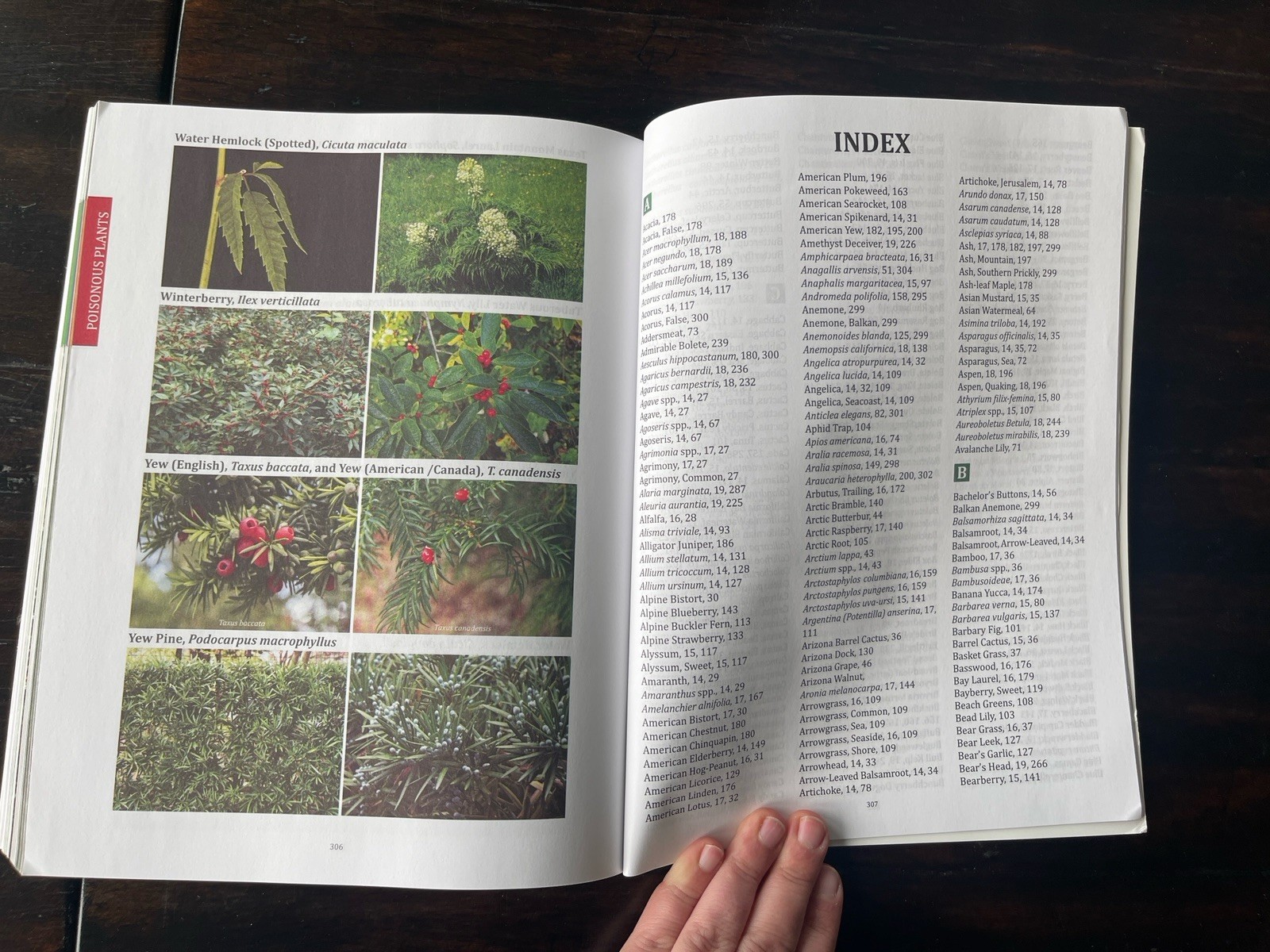 The Forager’s Guide to Wild Foods North American Edition by Nicole Apelian