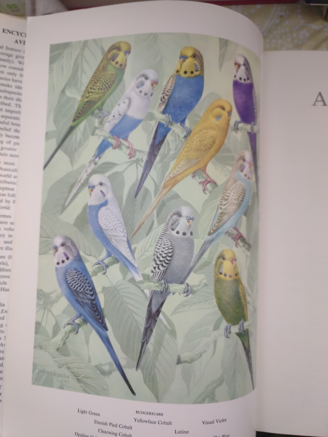 ENCYCLOPAEDIA OF AVICULTURE, (V.2) By Abram Rutgers & K A Norris – Hardcover