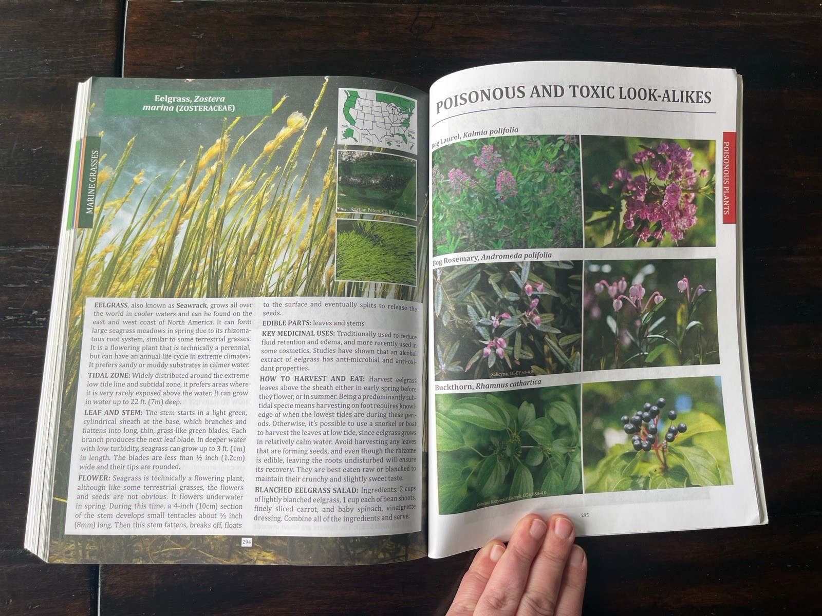 The Forager’s Guide to Wild Foods North American Edition by Nicole Apelian