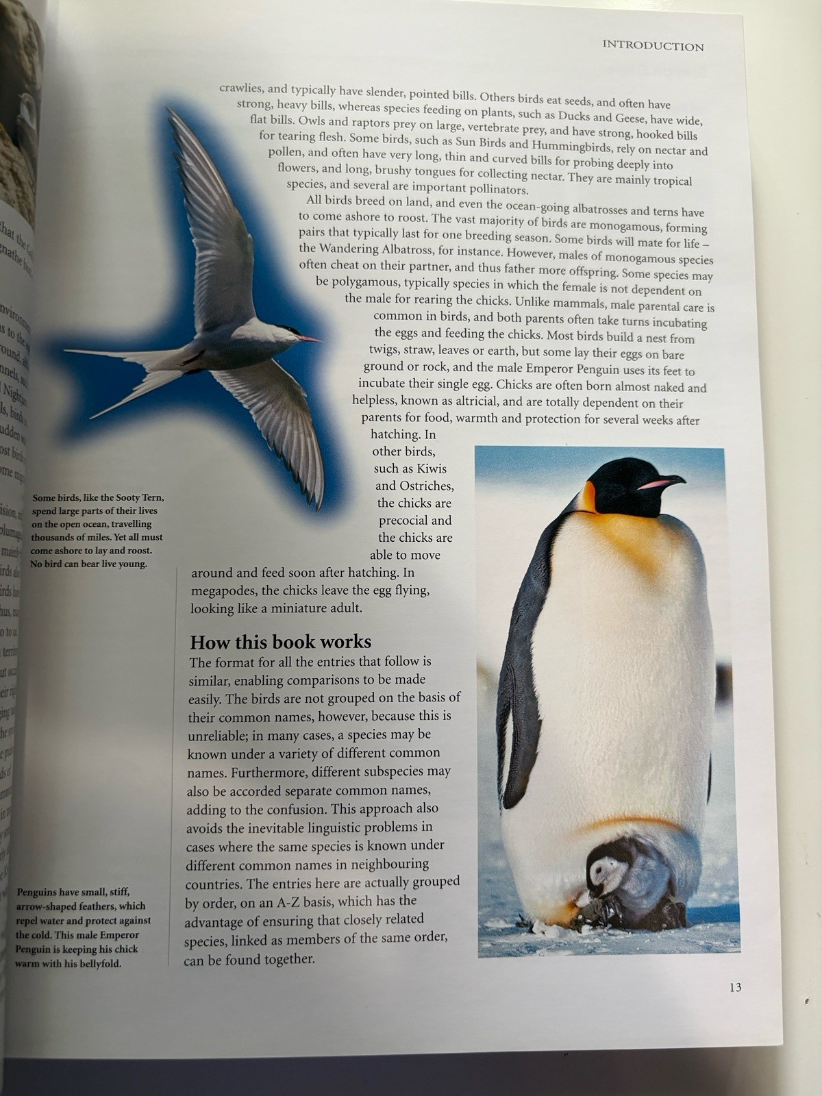 Encyclopedia of Birds: 400 Species from Around the World 448 Pages 9″x12″