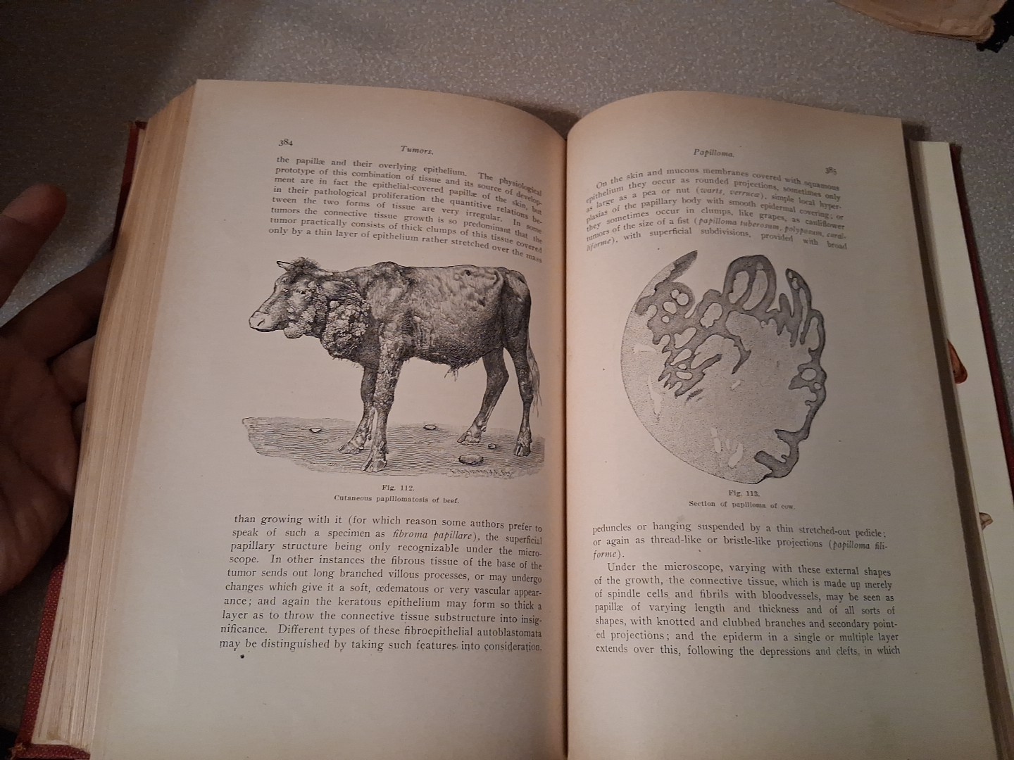 Text Book of Comparative General Pathology Professor Dr Th Kitt Theodor 1906