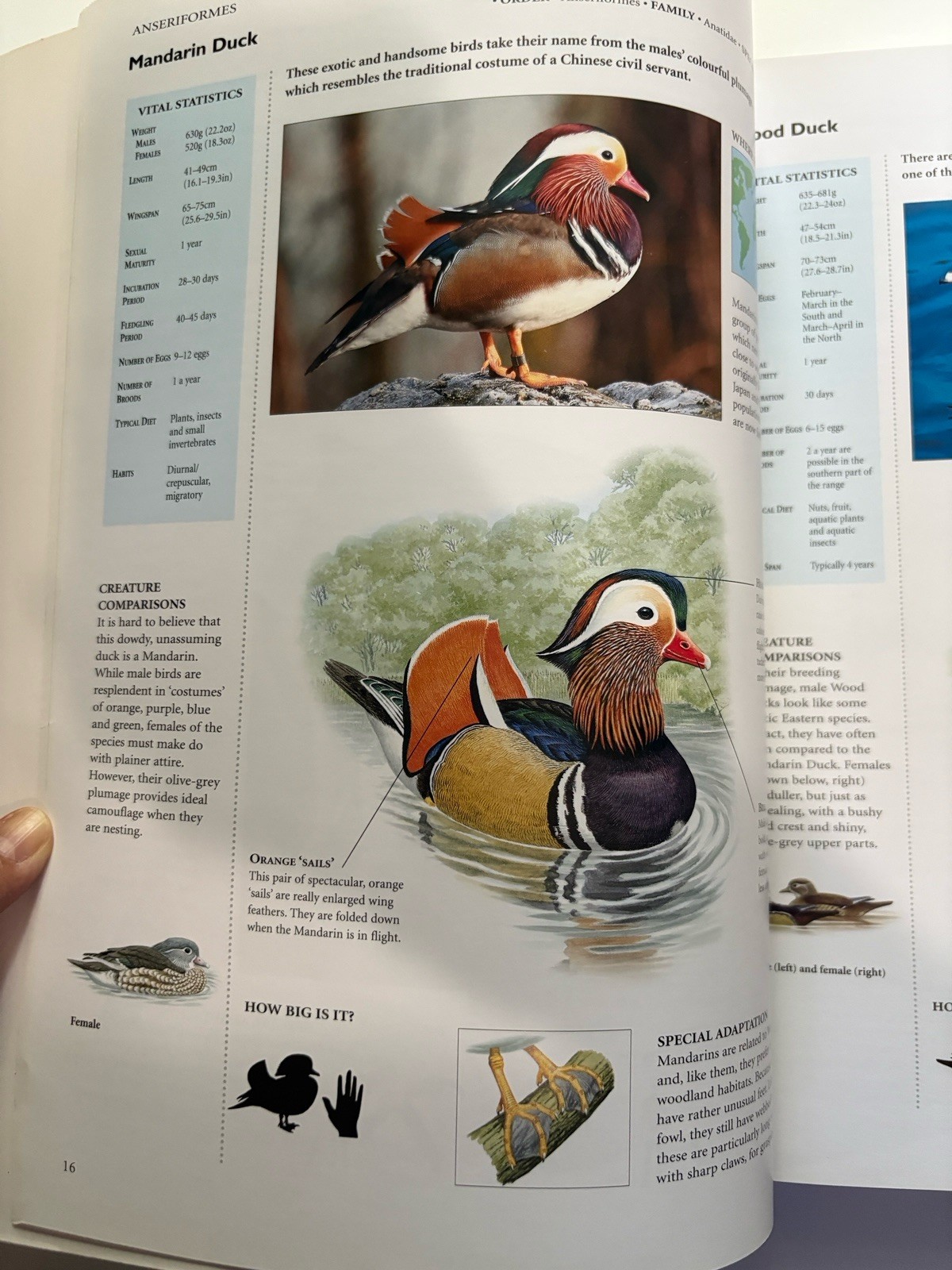 Encyclopedia of Birds: 400 Species from Around the World 448 Pages 9″x12″