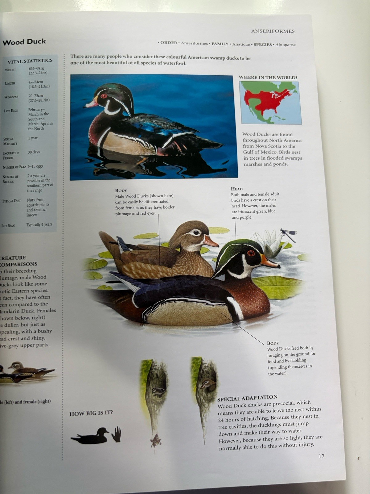 Encyclopedia of Birds: 400 Species from Around the World 448 Pages 9″x12″