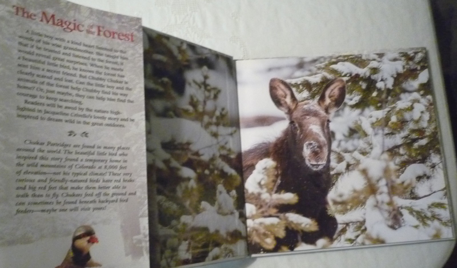 The Magic of the Forest Jacqueline Crivello Hardcover SIGNED NEW