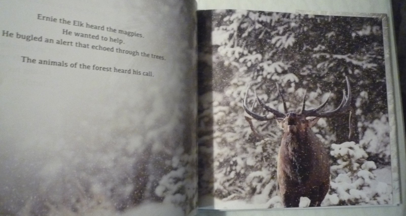 The Magic of the Forest Jacqueline Crivello Hardcover SIGNED NEW