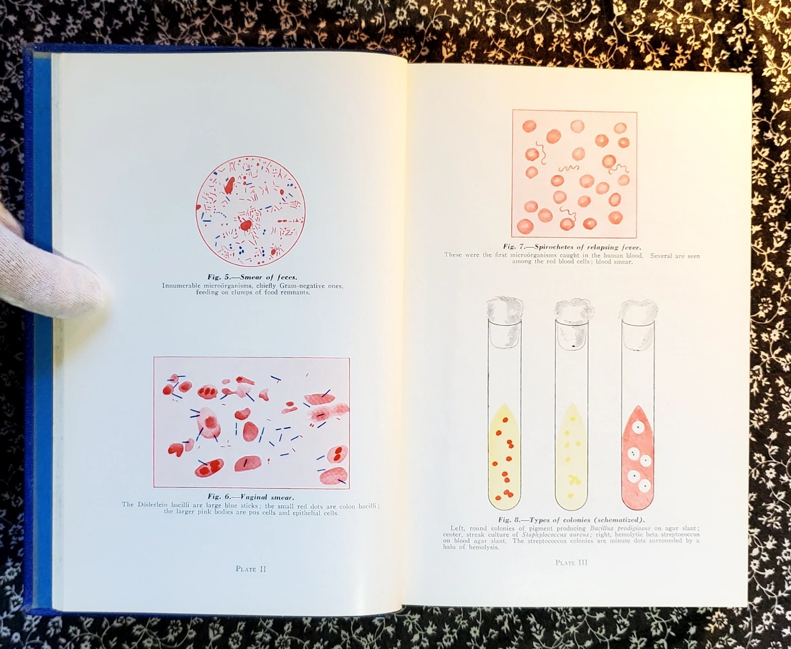 Microbiology Pathology And Nursing Eugene C. Piette, 1940, HC