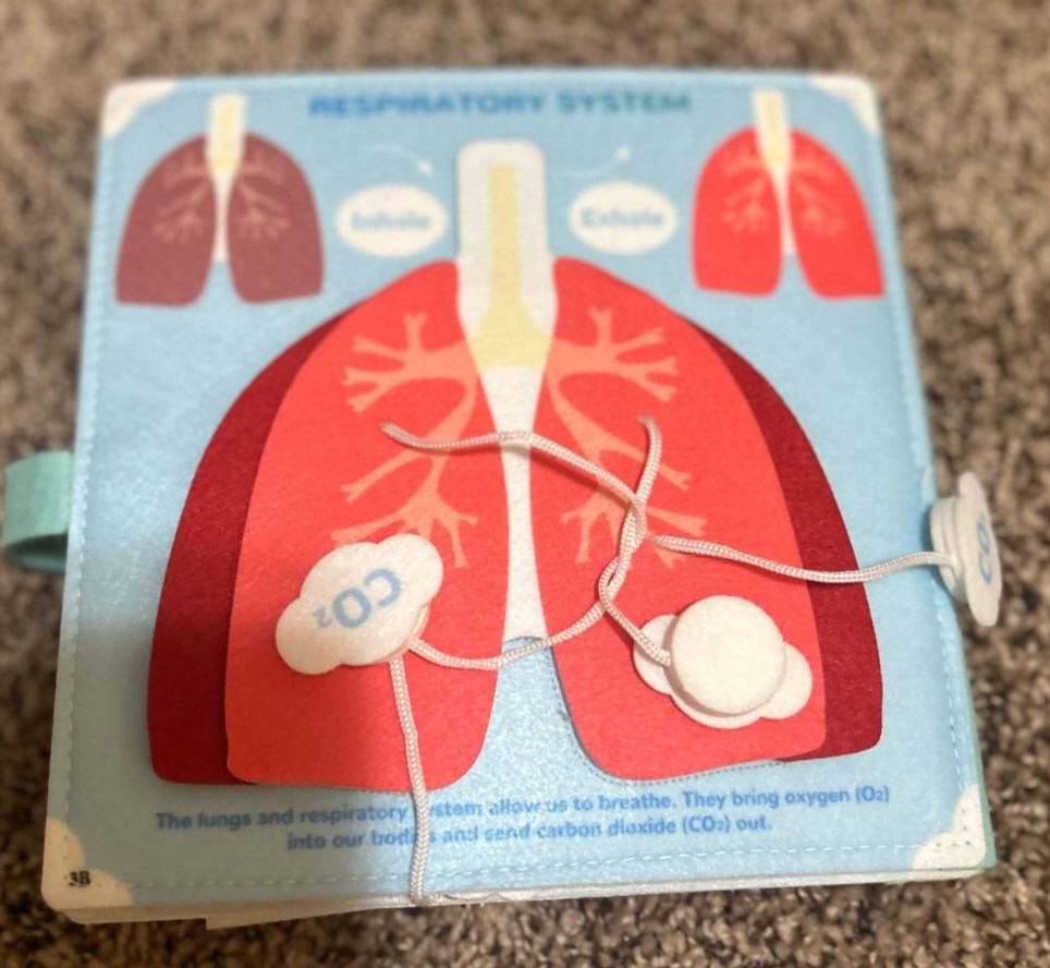 Unbranded Montessori Plush Busy Human Body Book