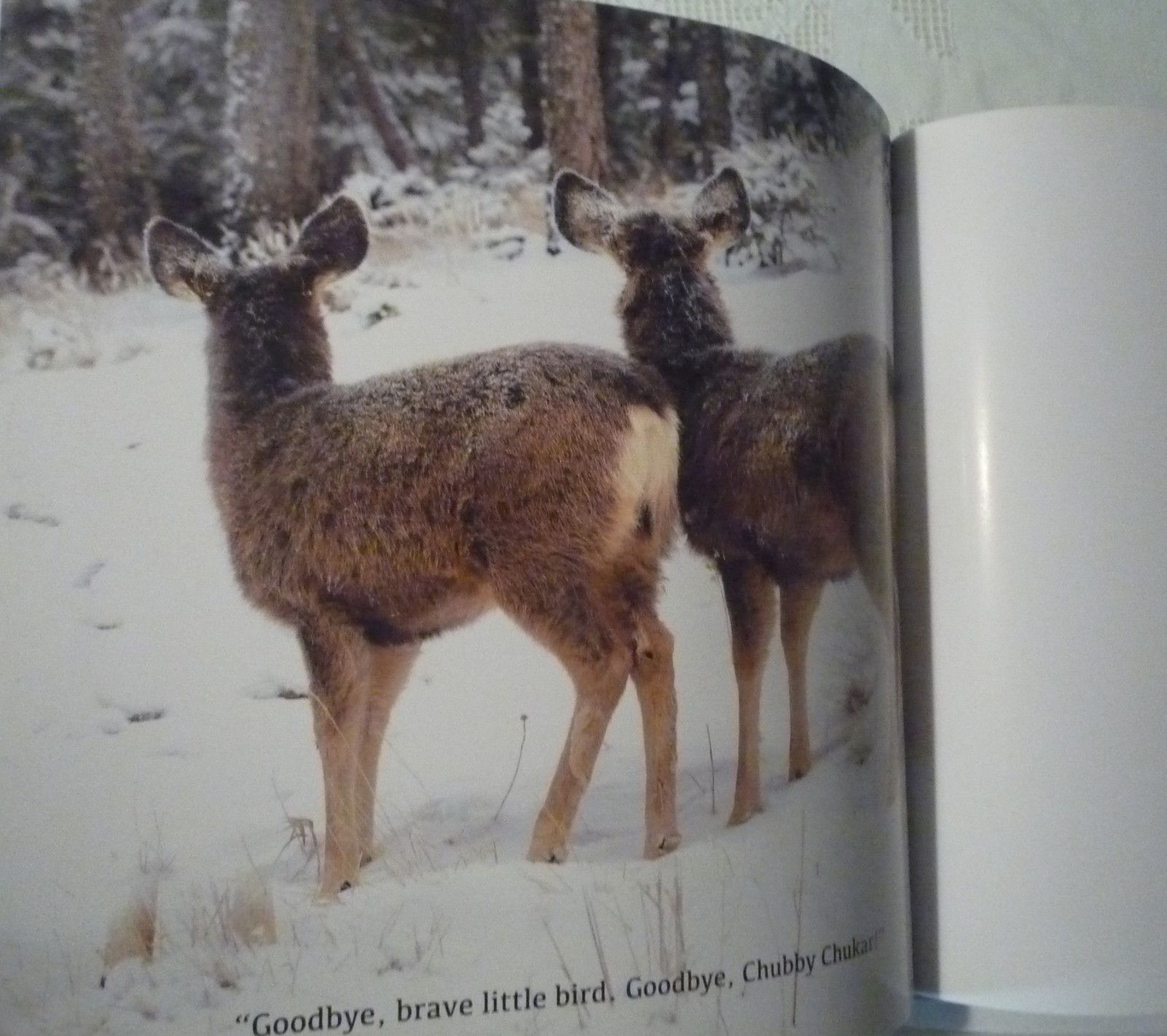 The Magic of the Forest Jacqueline Crivello Hardcover SIGNED NEW