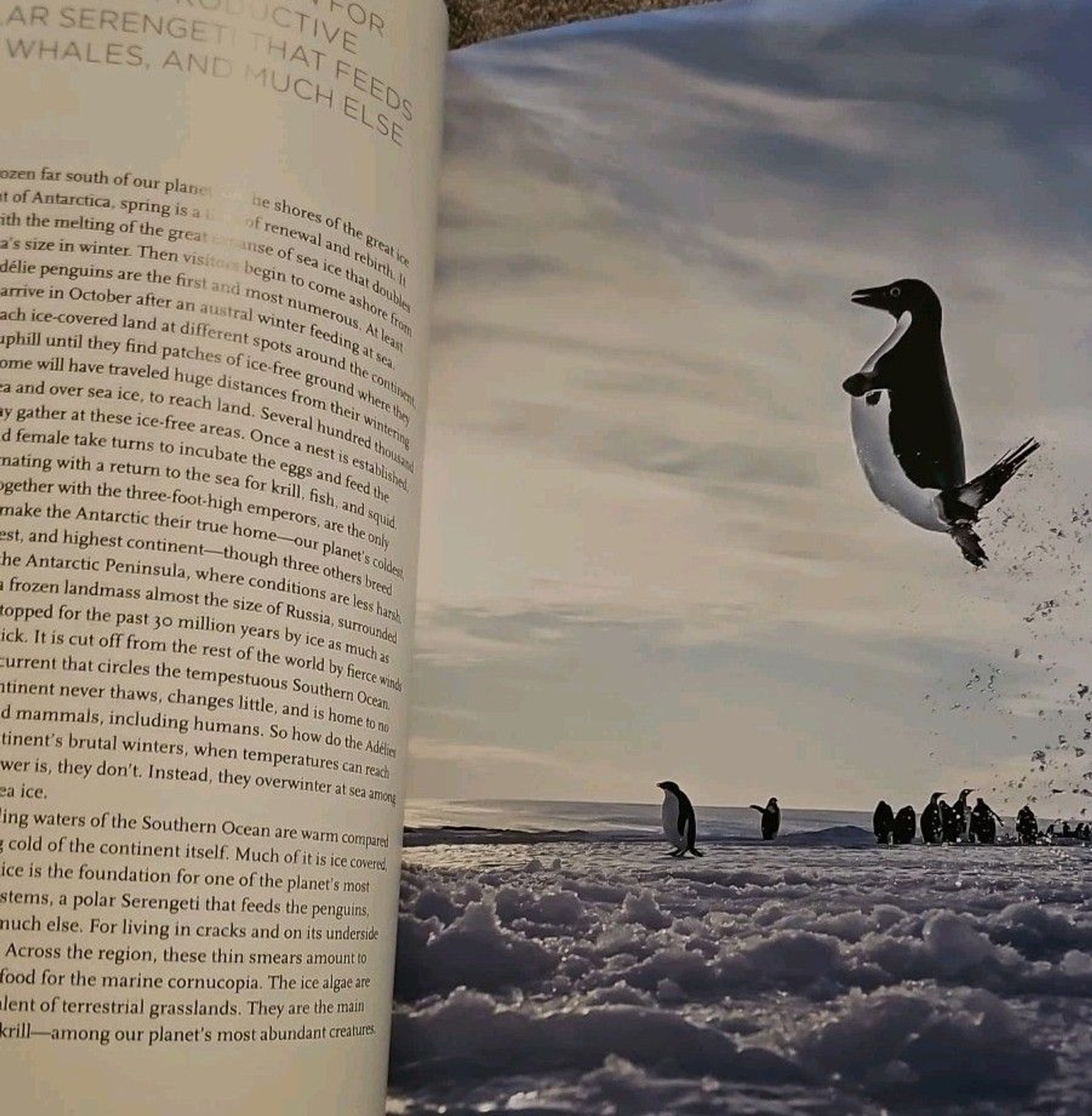 Our Planet by Alastair Fothergill, Keith Scholey, et al. (Hardcover, 2019)