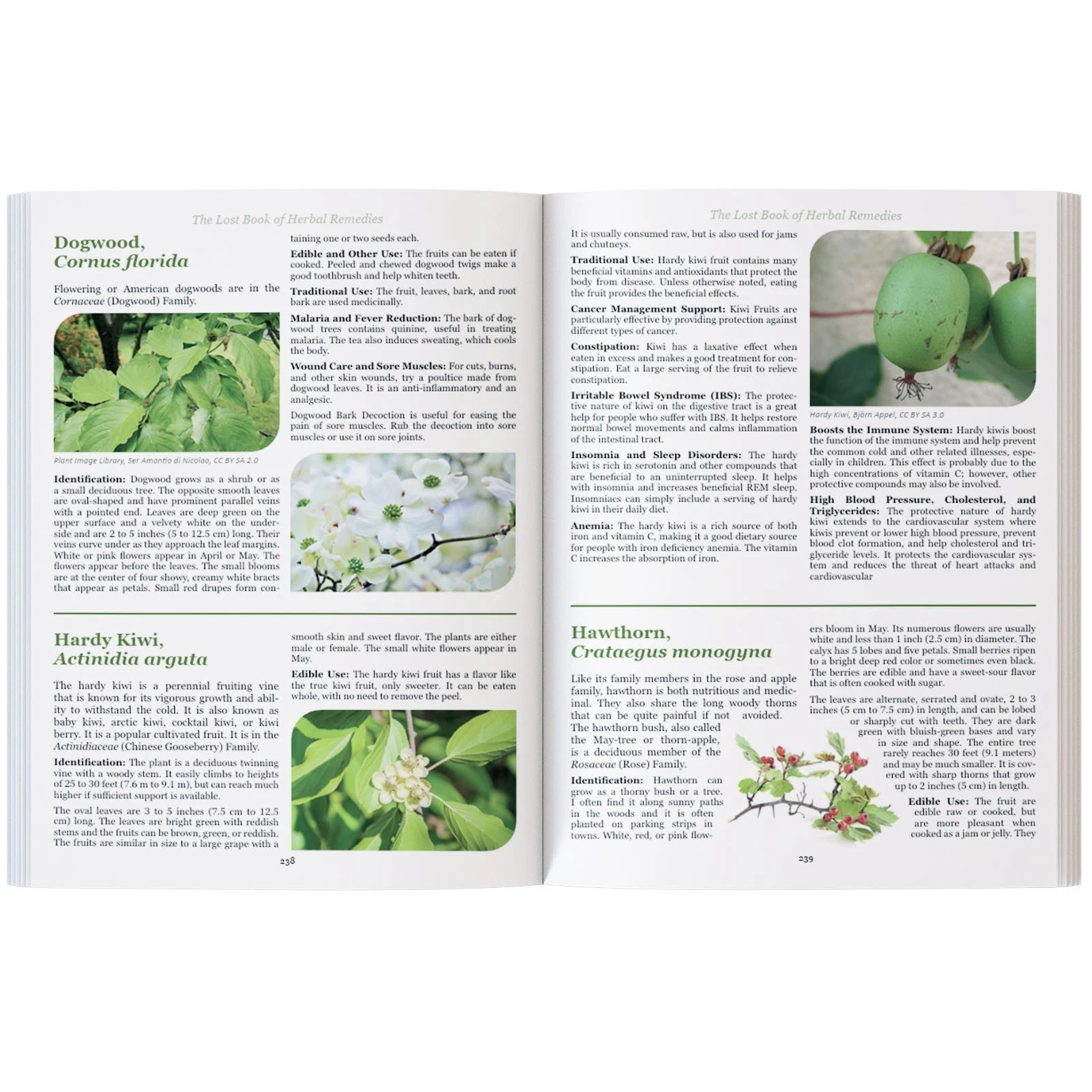 The Lost Book of Herbal Remedies Paperback Book