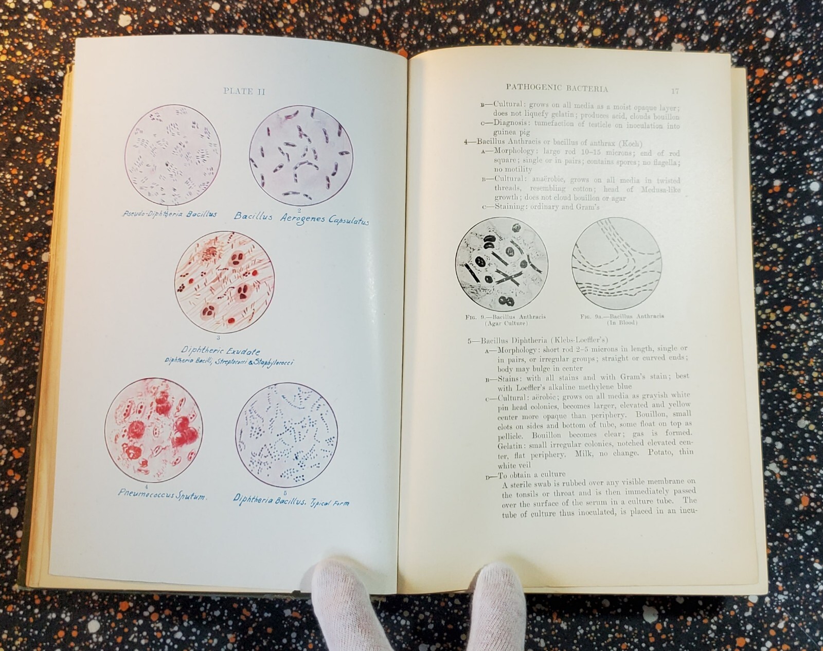 Medicine And The Allied Sciences, Samuel Fomon, Volume 1, 1919, Hardcover