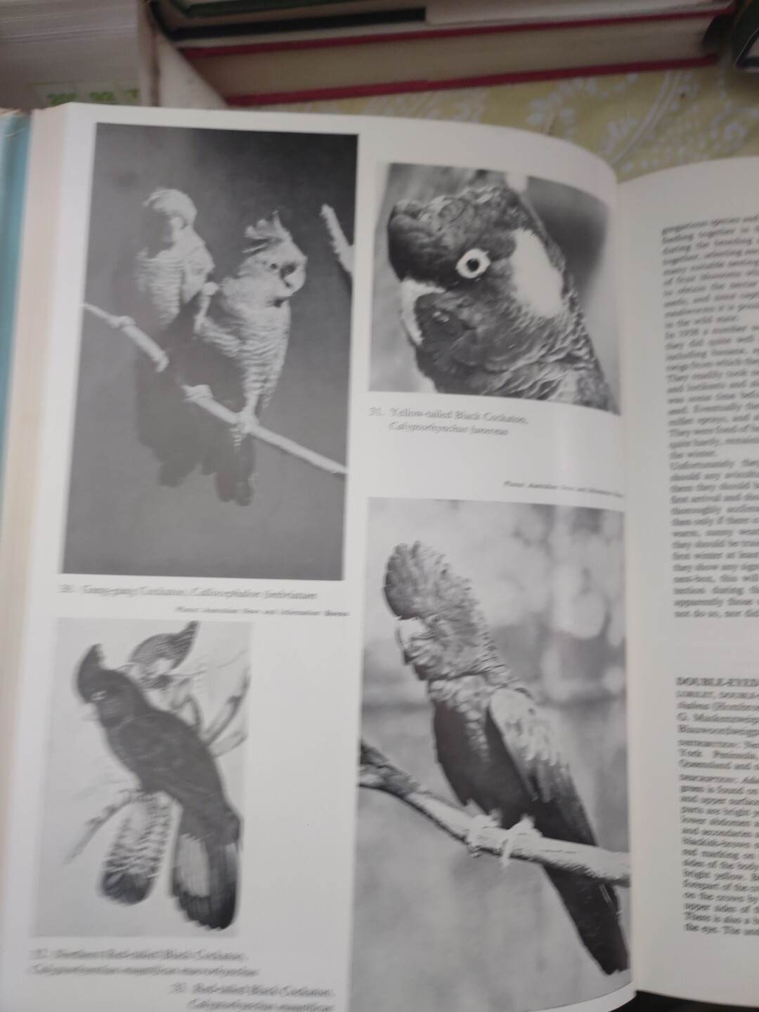ENCYCLOPAEDIA OF AVICULTURE, (V.2) By Abram Rutgers & K A Norris – Hardcover