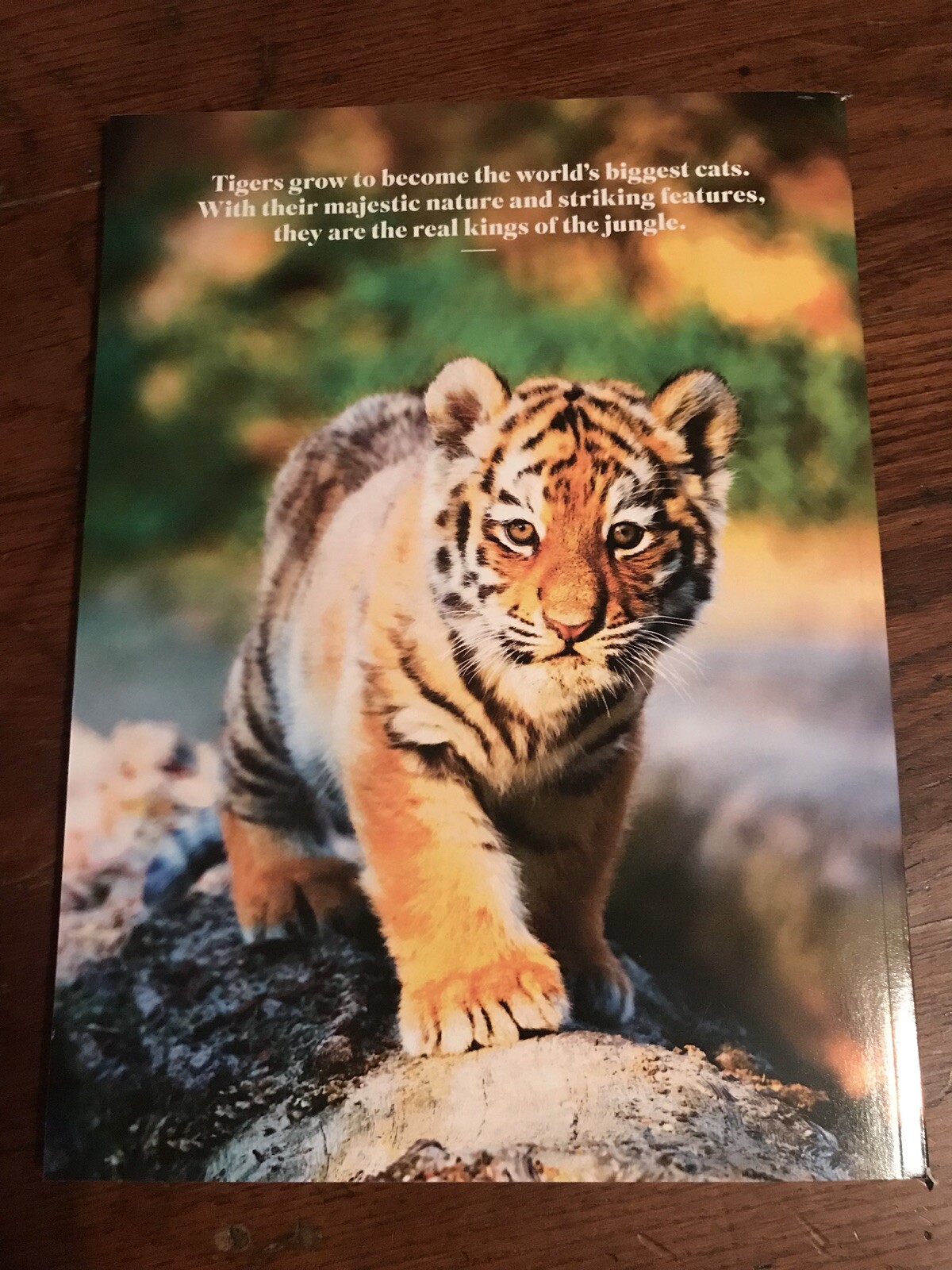 MAGAZINE_**TIGERS**_ 2021_LIFE_BIG CAT_*INSIDE THE TIGER’S MIND*_NEW UNREAD COPY