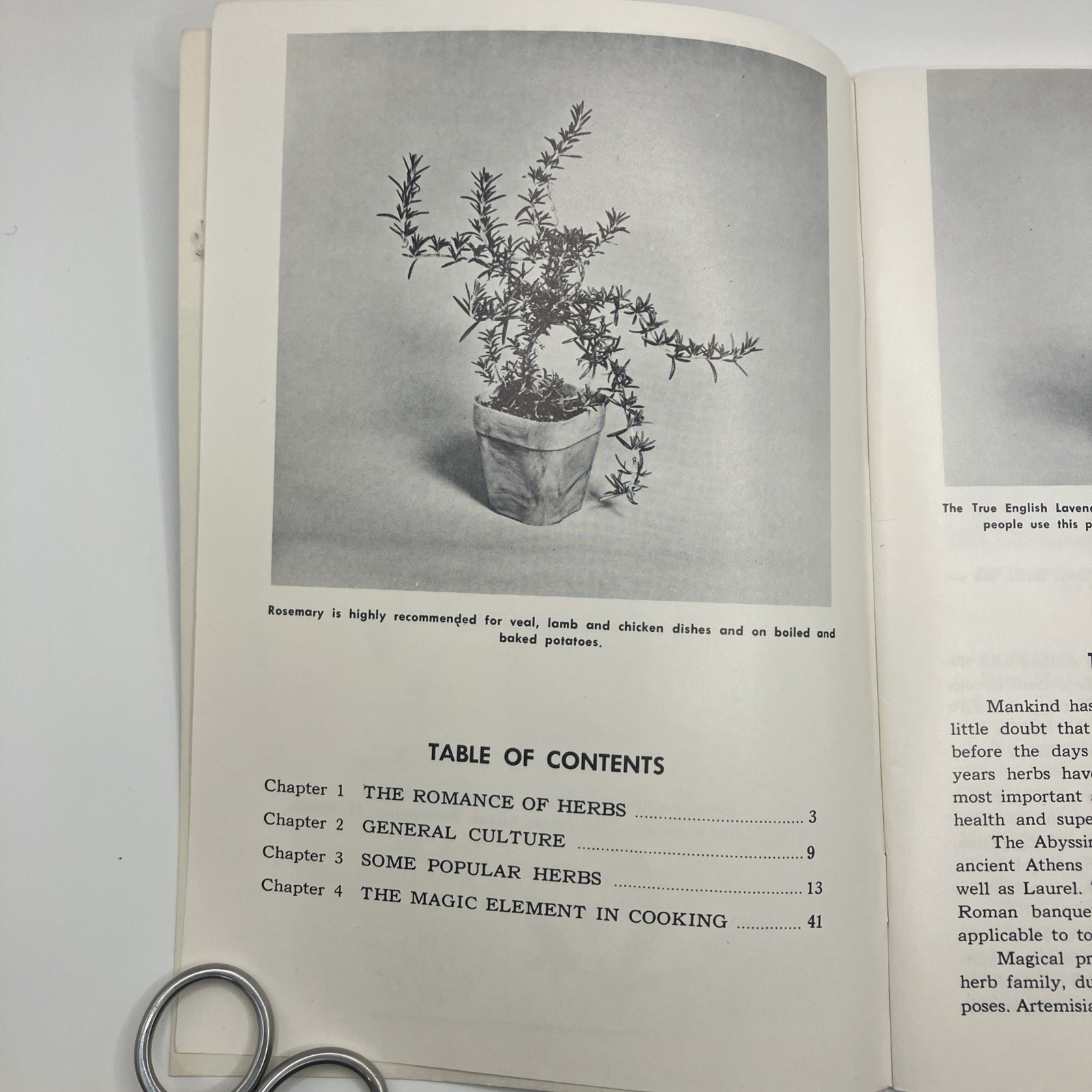 Vintage Herb Gardening Book 1976 Countryside Books 47 pages
