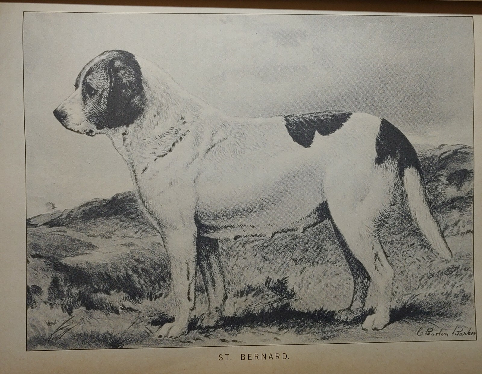 1984 REPRINT 1879-1881 CLASSIC ENCYCLOPEDIA OF THE DOG by VERO SHAW Art History